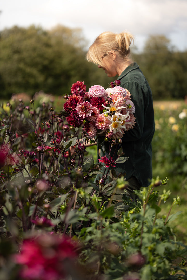 Dyrking og bruk av georginer