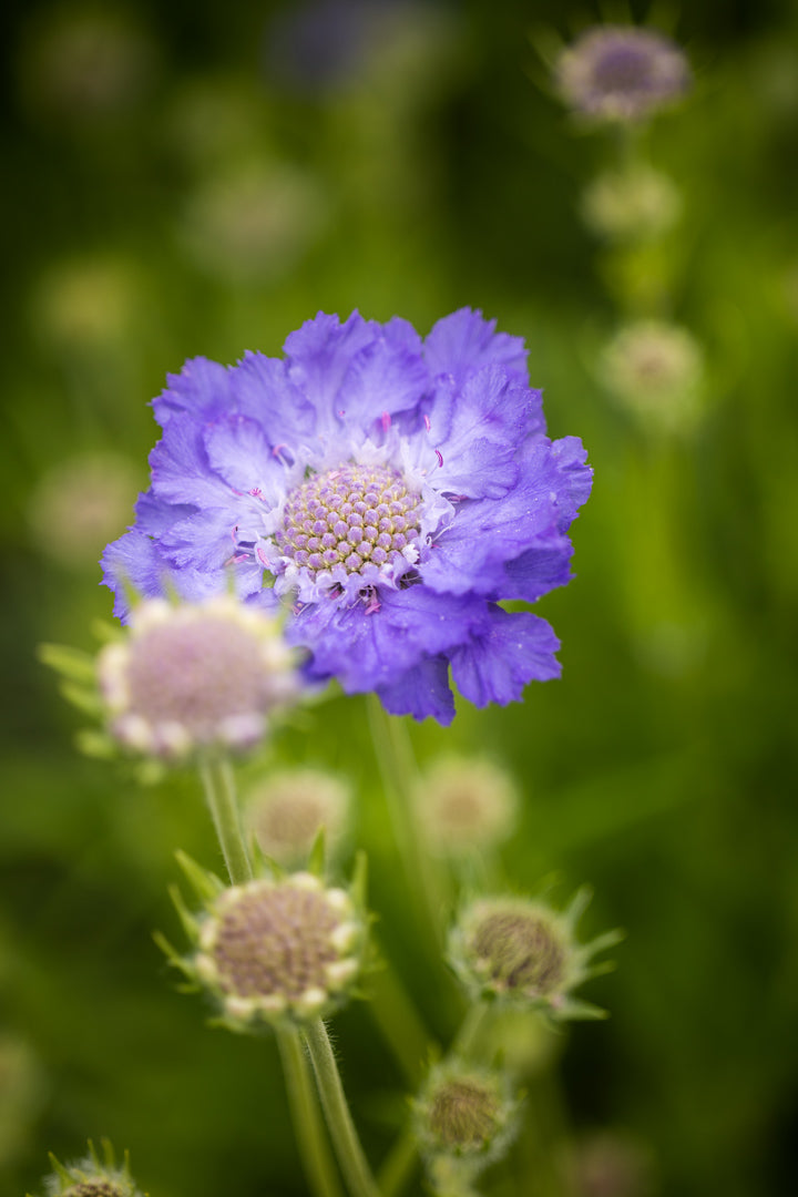 Scabiosa som hageplante og snittblomst