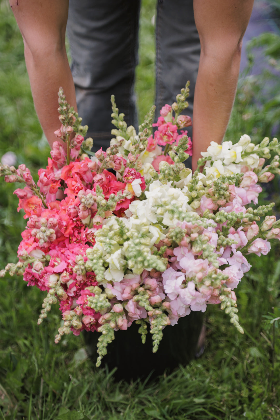 Løvemunn snittblomster i ulike farger i hagen