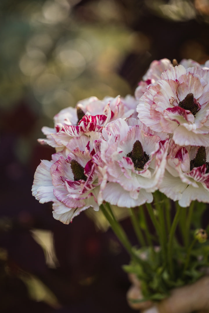Vakre rosa og hvite ranunkler i full blomst, perfekte som snittblomster
