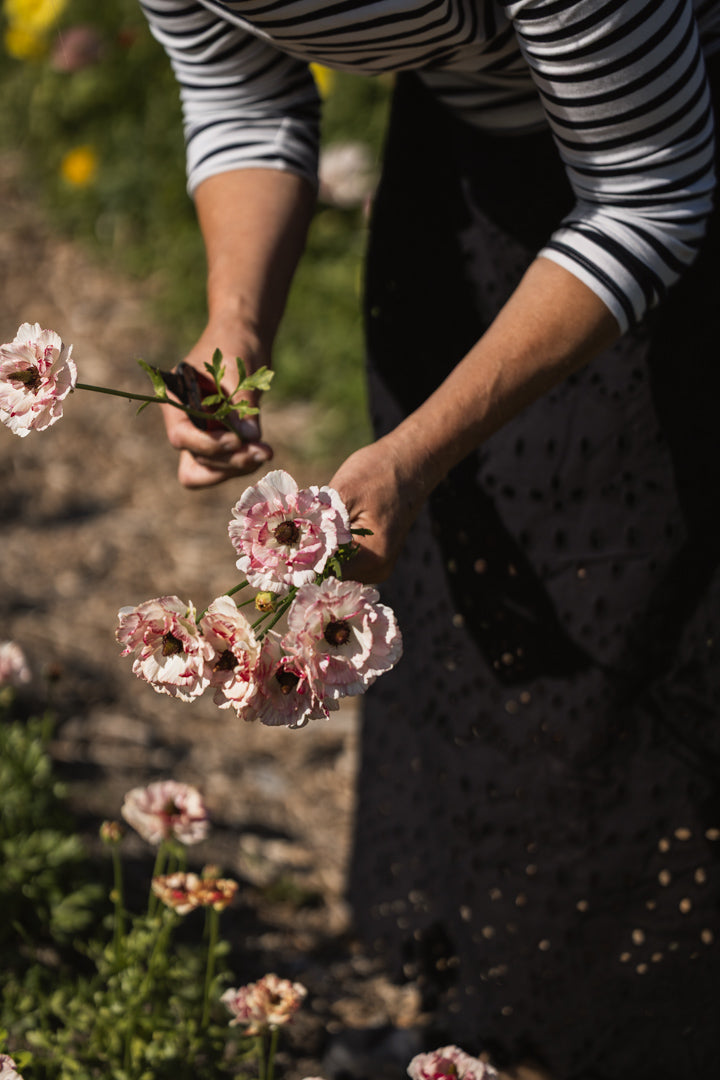 Vakre ranunkler i full blomst, dyrket i Norge