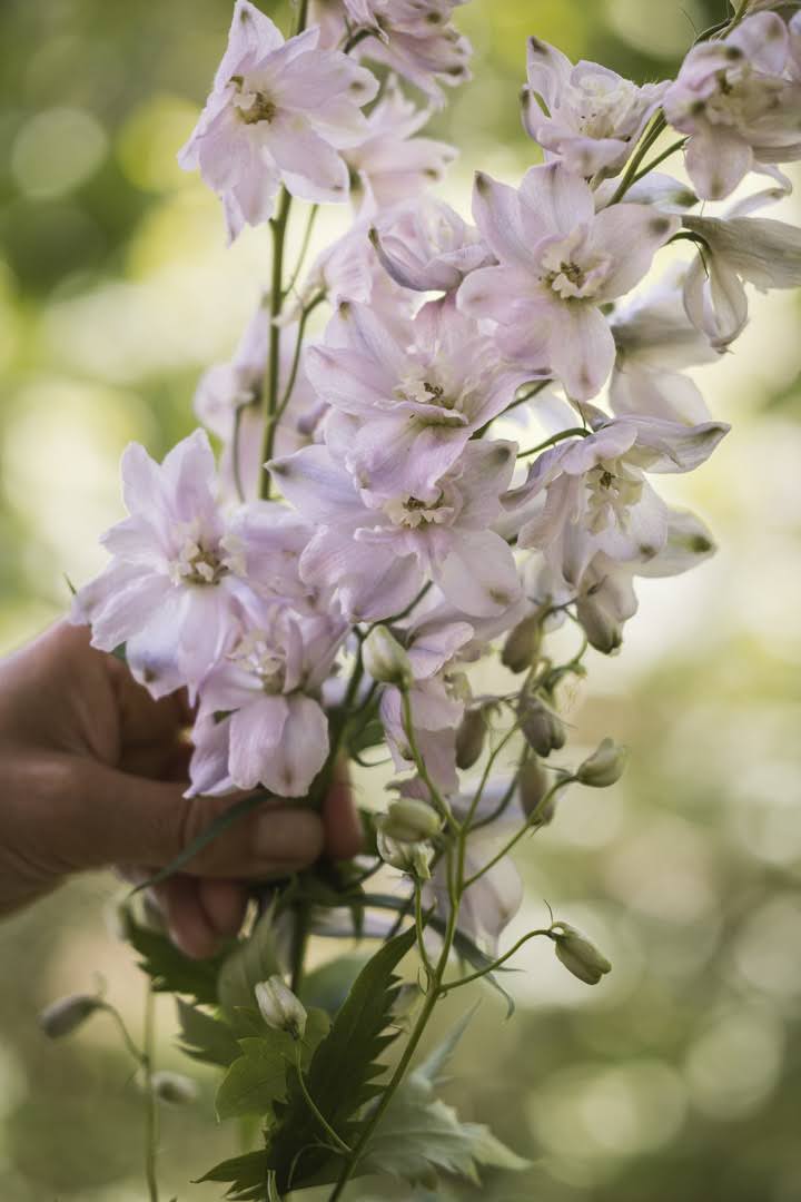 Riddersporer, staselige fantastiske snittblomster