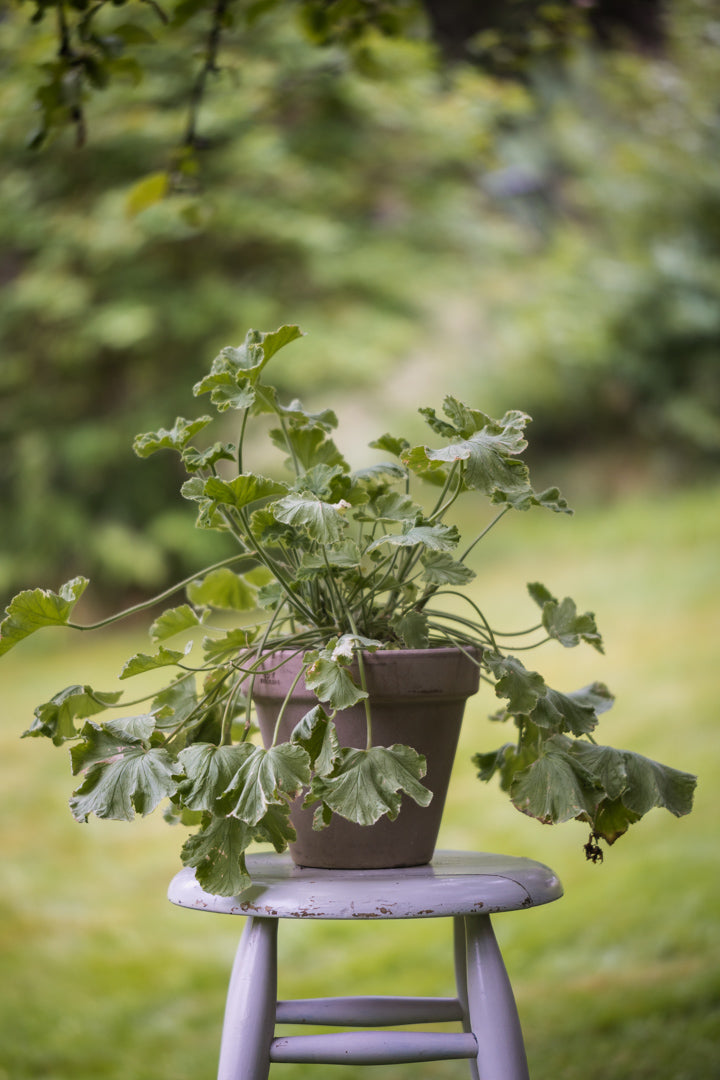 Pelargonia
