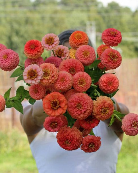 Nærbilde av Zinnia Oklahoma Salmon - lakserosa zinniablomst perfekt som snittblomst