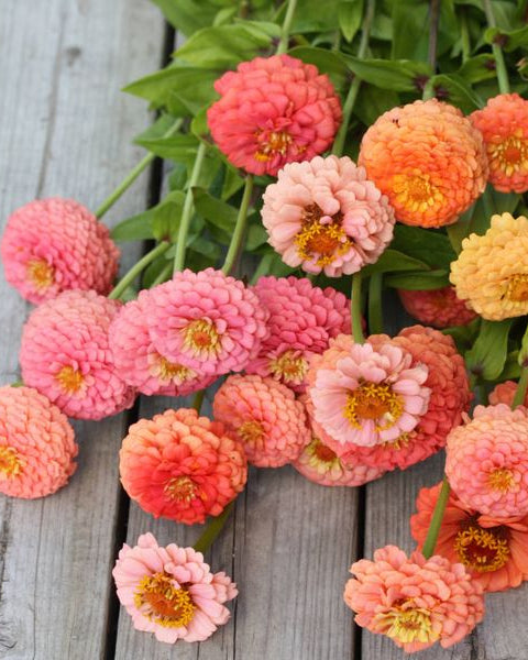 Zinnia Oklahoma Salmon i hagen - flittig blomstrende zinnia hele sommeren