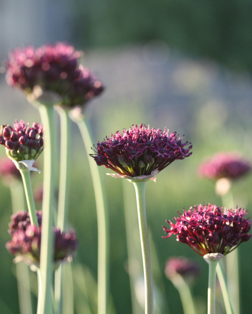 Prydløk Allium atropurpureum – halvkuleformet blomsterstand i dyp burgunderrød
