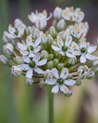 Prydløk Allium nigrum – lett hvelvet blomsterhode med sølvhvite stjerneformede blomster og grønne sentre