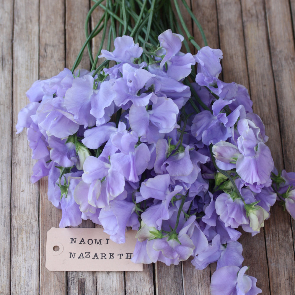 06223_Erteblomst_Anniversary_1