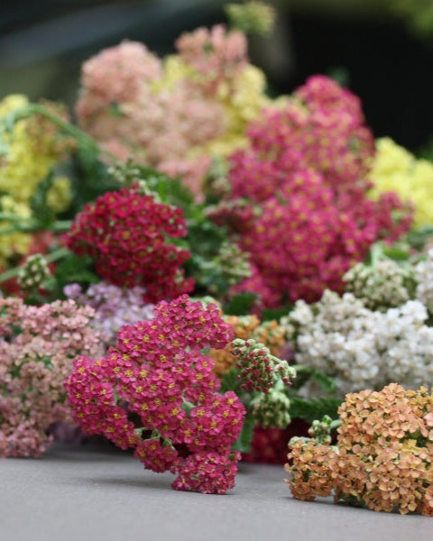 Bakkeryllik Colorado - flerårig snittblomst