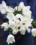 Tulipan Super Parrot – blomst som åpner seg og utvikler seg i vasen over flere dager