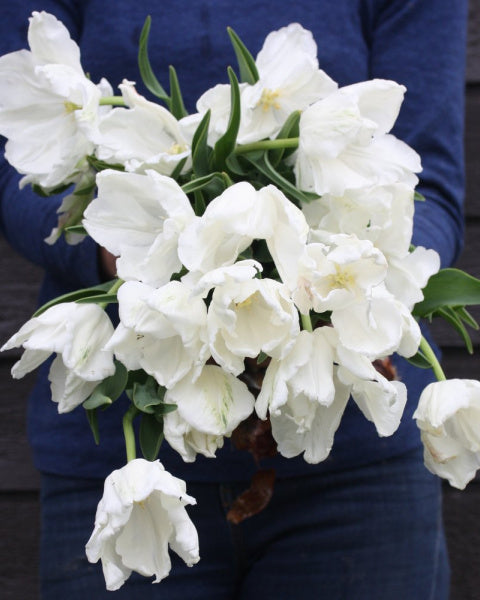 Tulipan Super Parrot – blomst som åpner seg og utvikler seg i vasen over flere dager