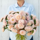 17129_Ett_rig_asters_King_Size_Apricot_1