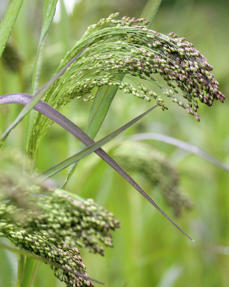 Hirse Violaceum – Panicum violaceum med syregrønne og burgunderfarget aks, snittgress