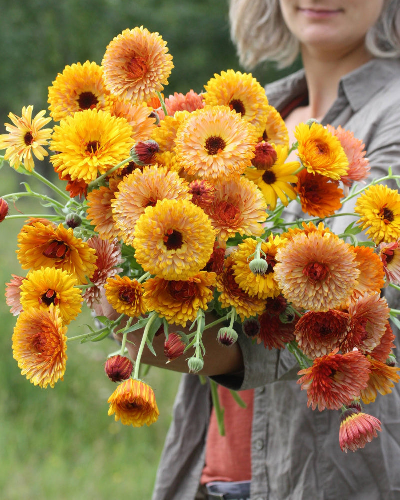 Ringblomst Flashback Mix – oransje og gule blomster i hagen