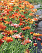 Ringblomst Flashback Mix frø fra Blomsterhagen – perfekt som snittblomst