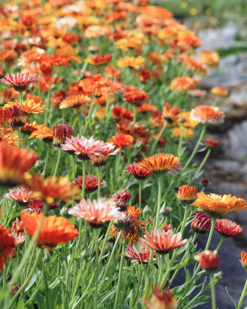 Ringblomst Flashback Mix frø fra Blomsterhagen – perfekt som snittblomst
