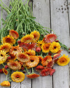 Ringblomst Flashback Mix – tett blomstring i varme farger