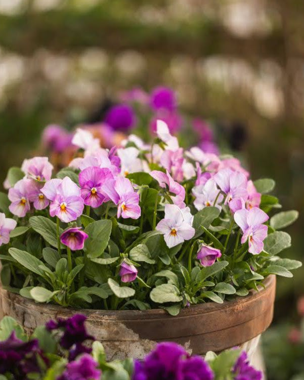 Fiol Gem Antique Pink - perfekt i potter og kantbeplantning