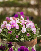 Fiol Gem Antique Pink - perfekt i potter og kantbeplantning