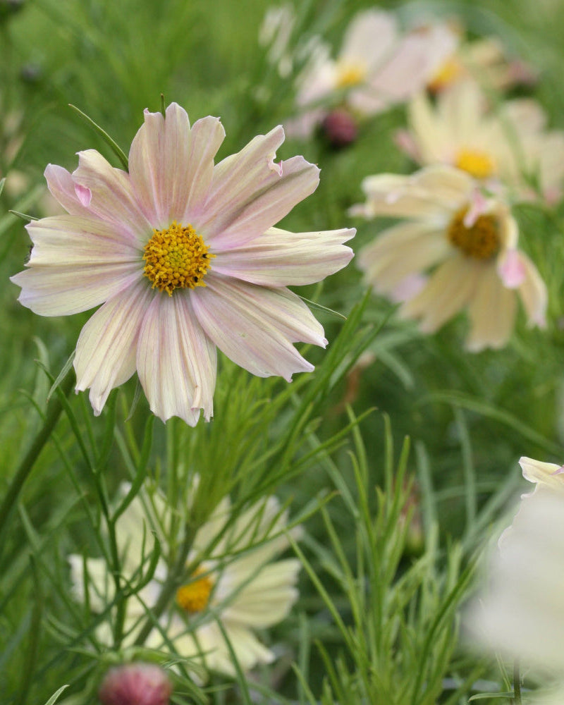Cosmos Apricot Lemonade insektsvennlig sommerblomst