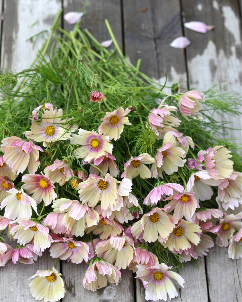 Cosmos Apricot Lemonade snittblomst med lange stilker