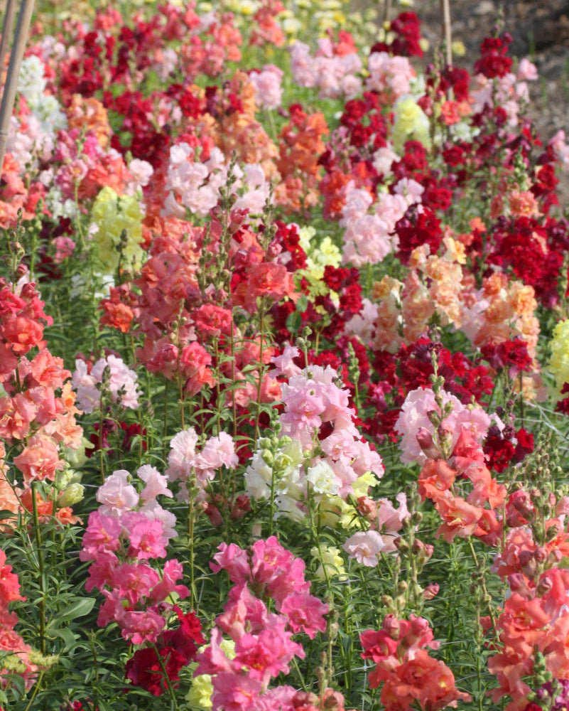 Løvemunn Madam Butterfly miks - fylte løvemunnblomster i rosa, gule og hvite toner