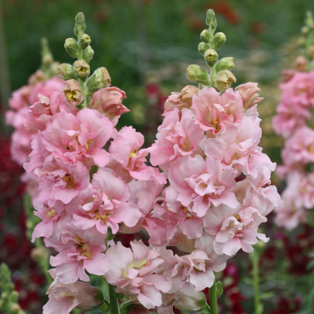 22095_L_vemunn_Madam_Butterfly_Pink_1