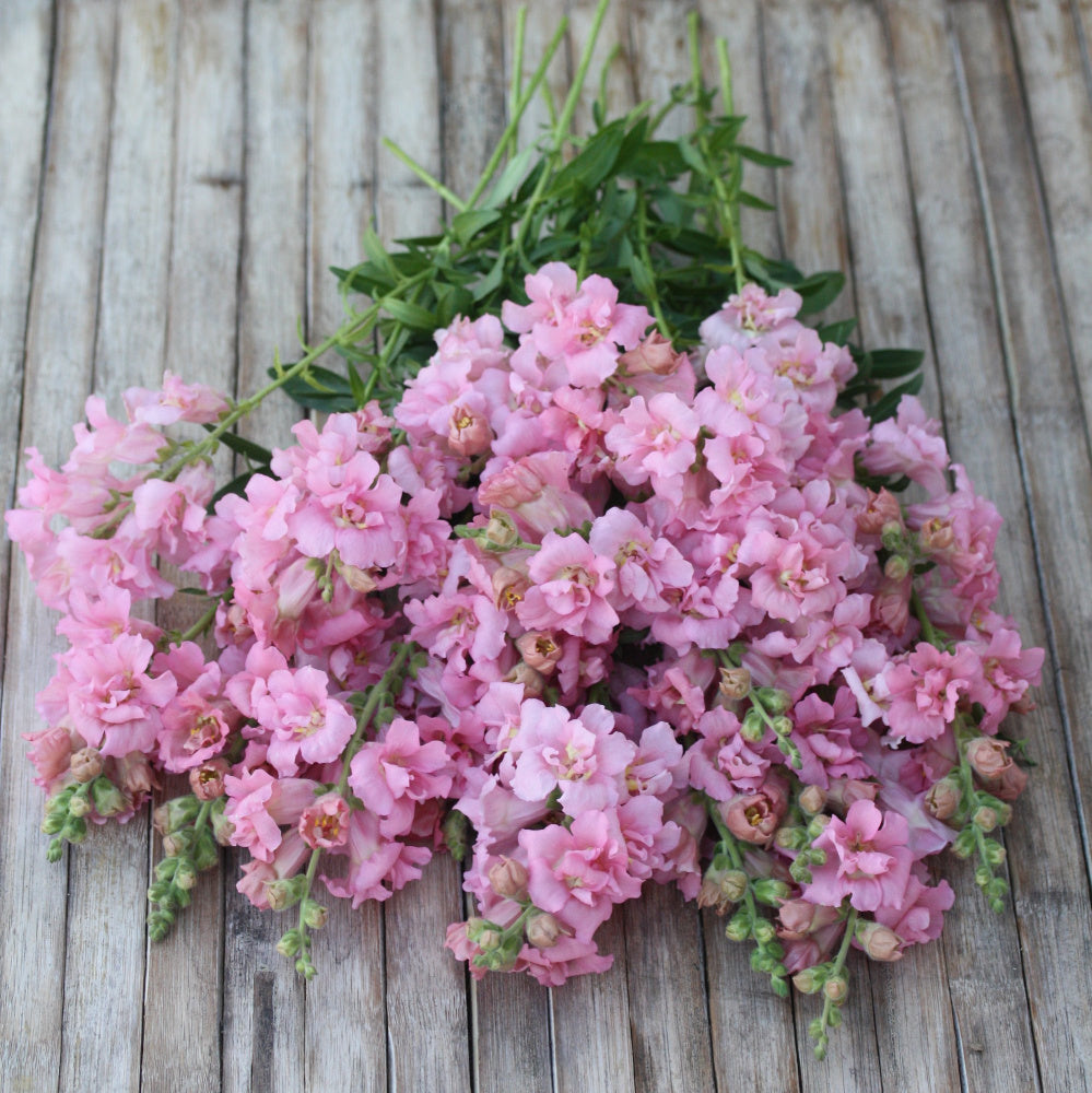 22095_L_vemunn_Madam_Butterfly_Pink_2