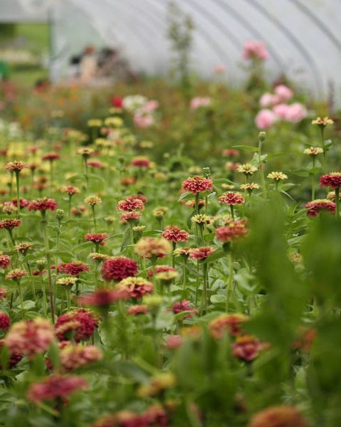 Zinnia Queen Red Lime i rosa og grønt med mørkt burgunderrødt sentrum