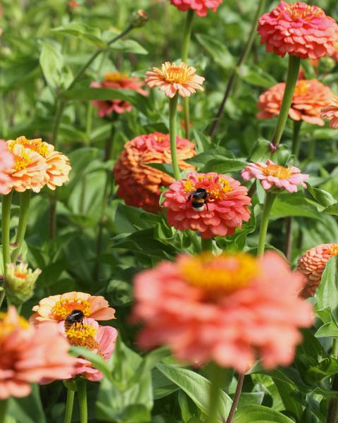 Zinnia Oklahoma Salmon bukett - lakserosa zinnia egnet til blomsteroppsatser