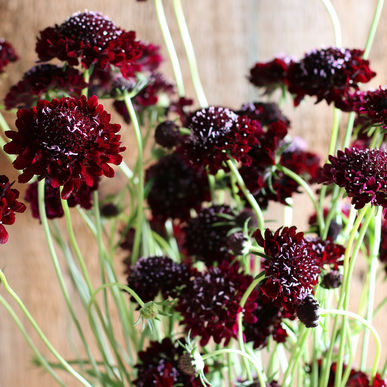 32037_Ett_rige_scabiosa_Black_Knight_1