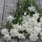 33258_Hagenellik_Chabaud_Jeanne_Dionis_2