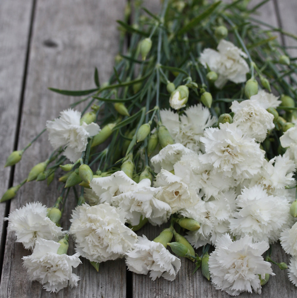 33258_Hagenellik_Chabaud_Jeanne_Dionis_2