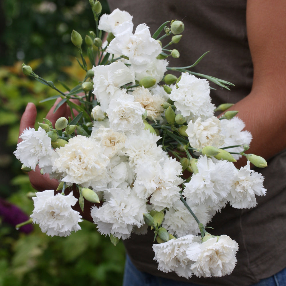 33258_Hagenellik_Chabaud_Jeanne_Dionis_3