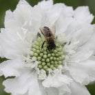 34860_Scabiosa_Fama_hvit_4