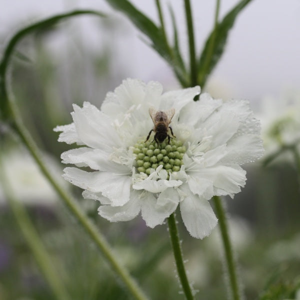 34860_Scabiosa_Fama_hvit_5