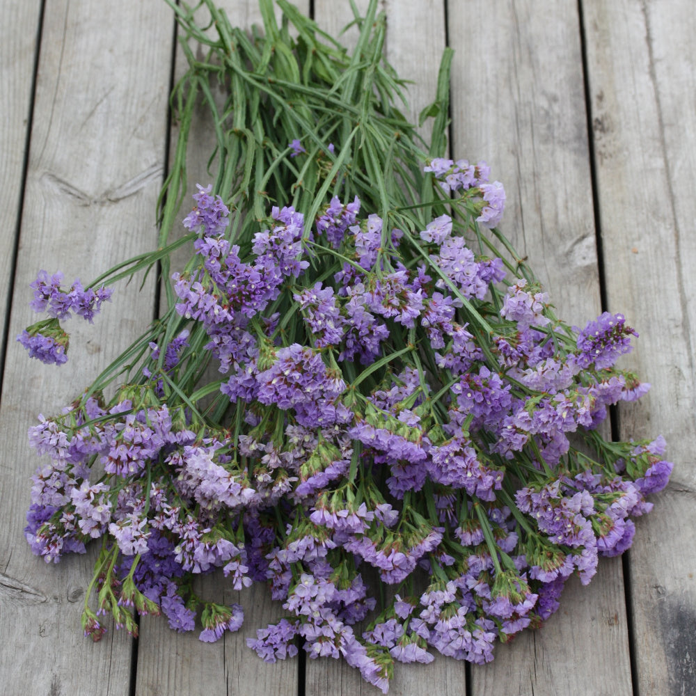 36549_Statice_Pastel_Blue_3