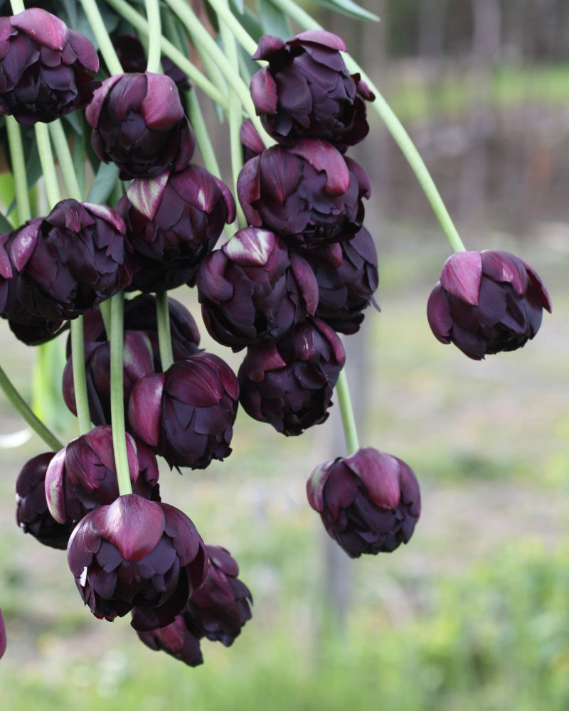 Tulipan Black Hero – halvåpen fylt tulipan med mørke, dramatiske kronblad