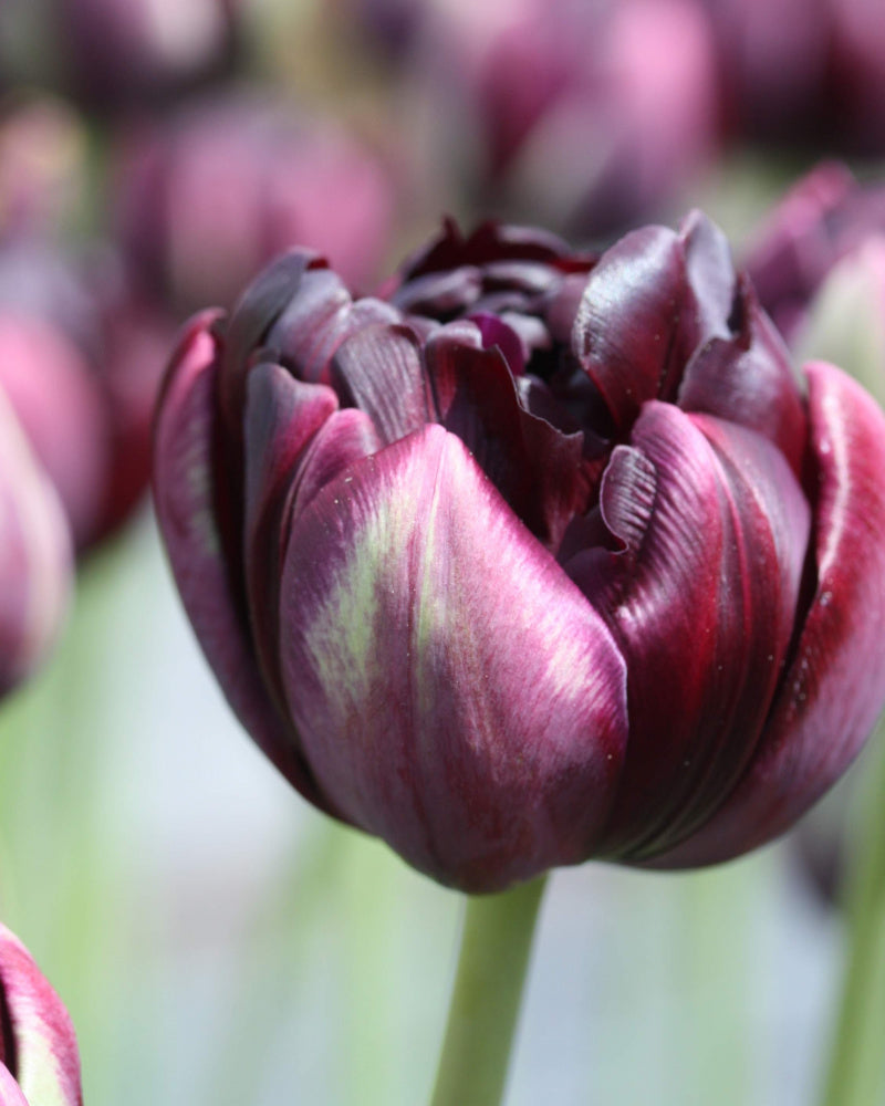 Tulipan Black Hero – blomst som åpner seg og danser utover i vasen