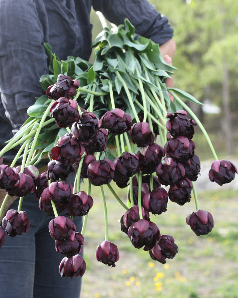 Tulipan Black Hero – nærbilde av tett fylte kronblad i dyp mørk farge