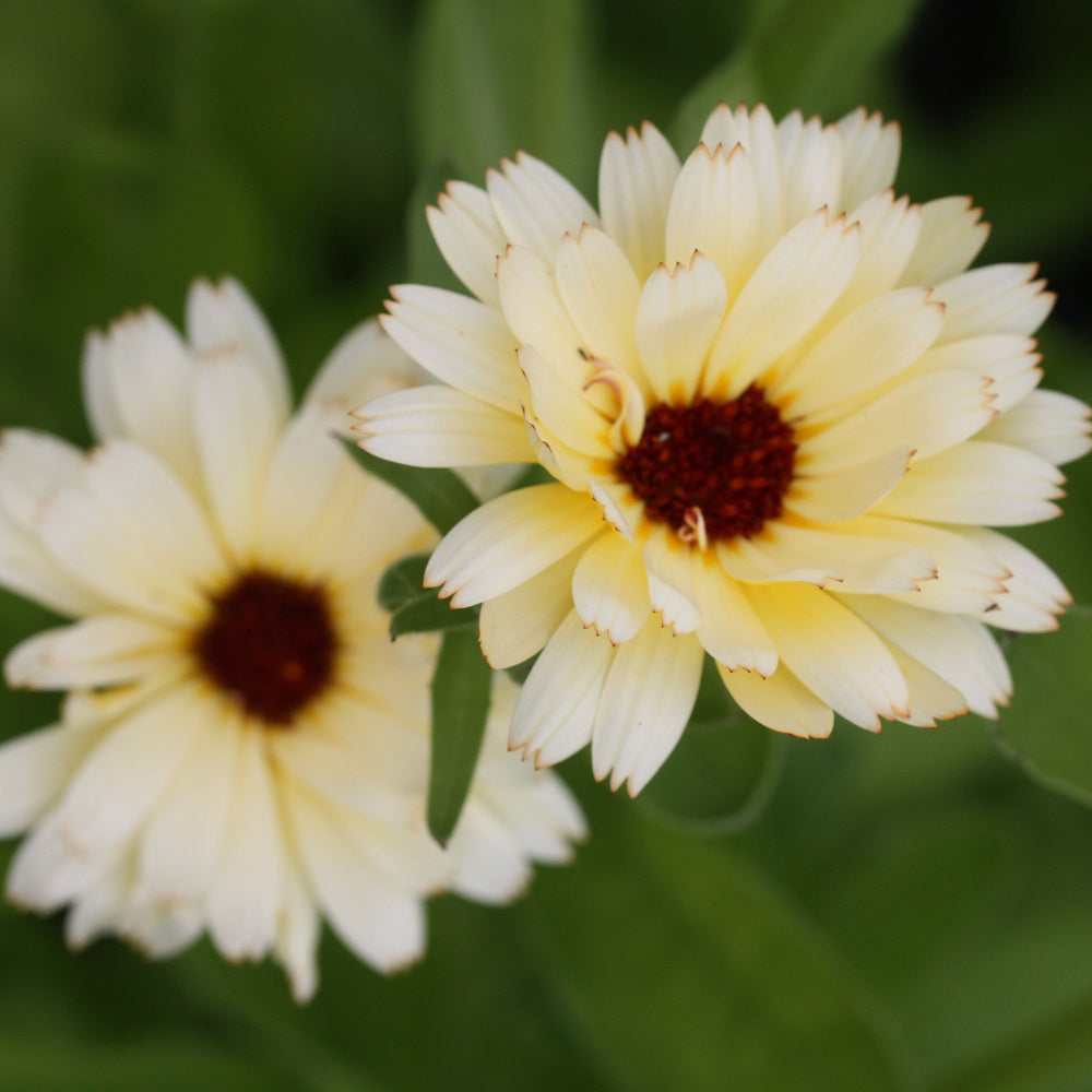 46442_Ringblomst_Snow_Princess_4