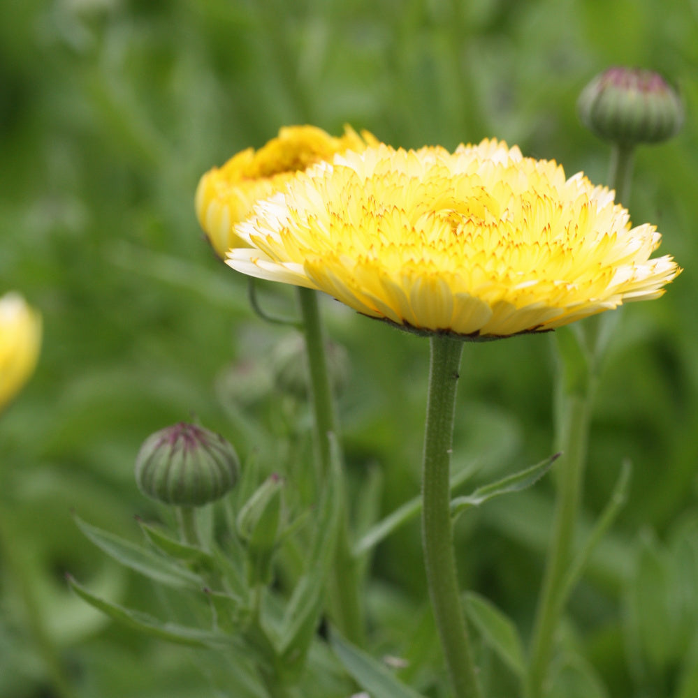 46442_Ringblomst_Snow_Princess_5