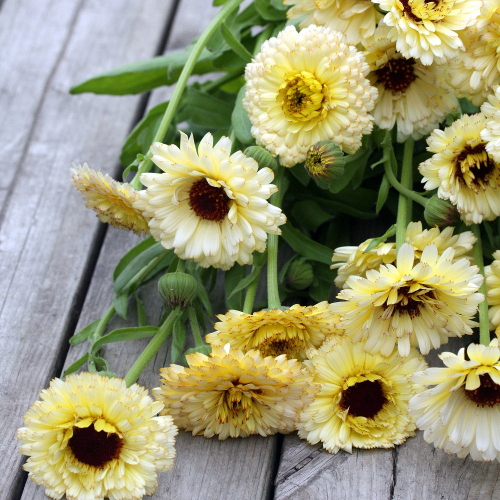 46442_Ringblomst_Snow_Princess_6