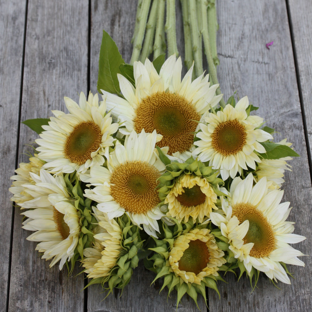 48714_Solsikke_Procut_White_and_Cream_2