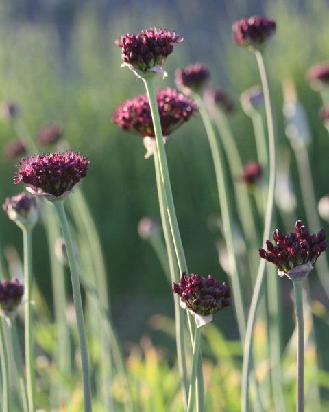 Prydløk Allium atropurpureum – elegant blomsterhode på slank stilk, høyde ca. 80 cm