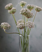 Prydløk Allium nigrum – sølvhvit prydløk på slank stilk, høyde ca. 45–60 cm