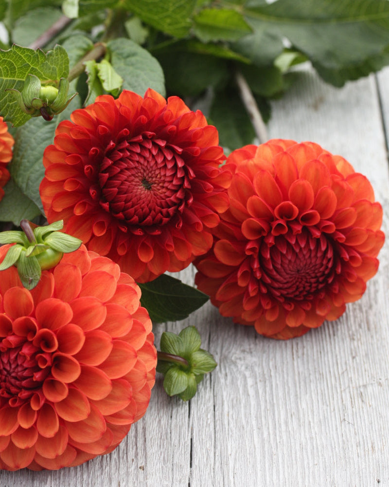 Brown Sugar georgine - nærbilde av blomst i varme brunrosa toner