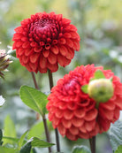 Brown Sugar georgine - detaljbilde av blomstens unike farge og form