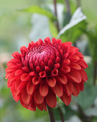 Brown Sugar georgine - blomst på stilk, perfekt som snittblomst