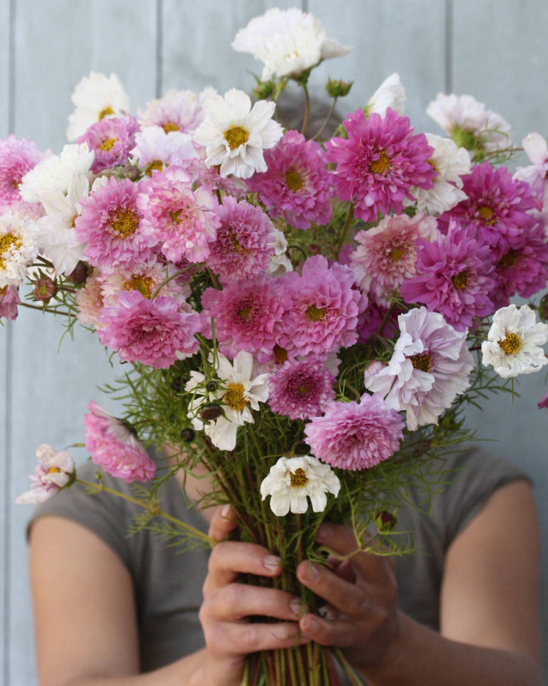 Cosmos Double Click Bicolor Pink doble blomster i rosa og hvitt